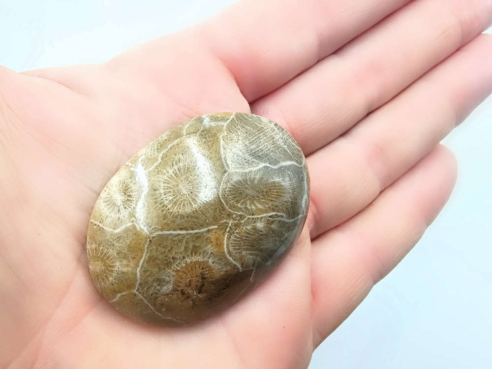 Agatized Coral Palm Stone (5-6cm)