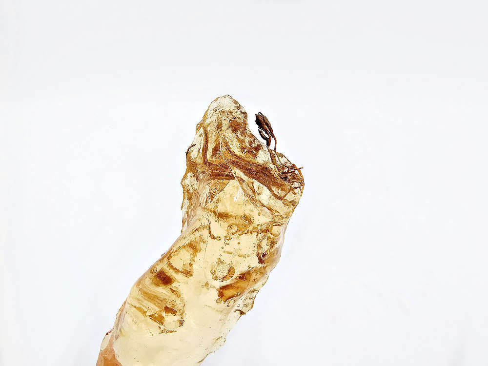 Natural Honey Amber Specimen D (5.5g) Exposed Plants