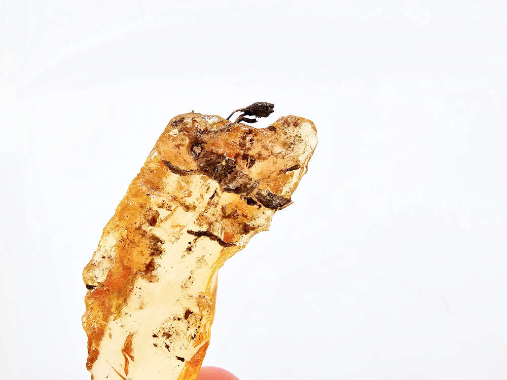 Natural Honey Amber Specimen D (5.5g) Exposed Plants