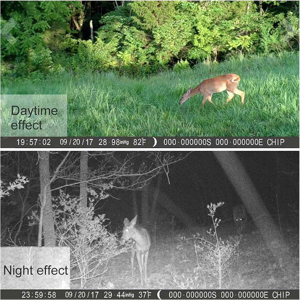 High Resolution Hunting Trail Camera 16MP Fast Trigger Speed Waterproof