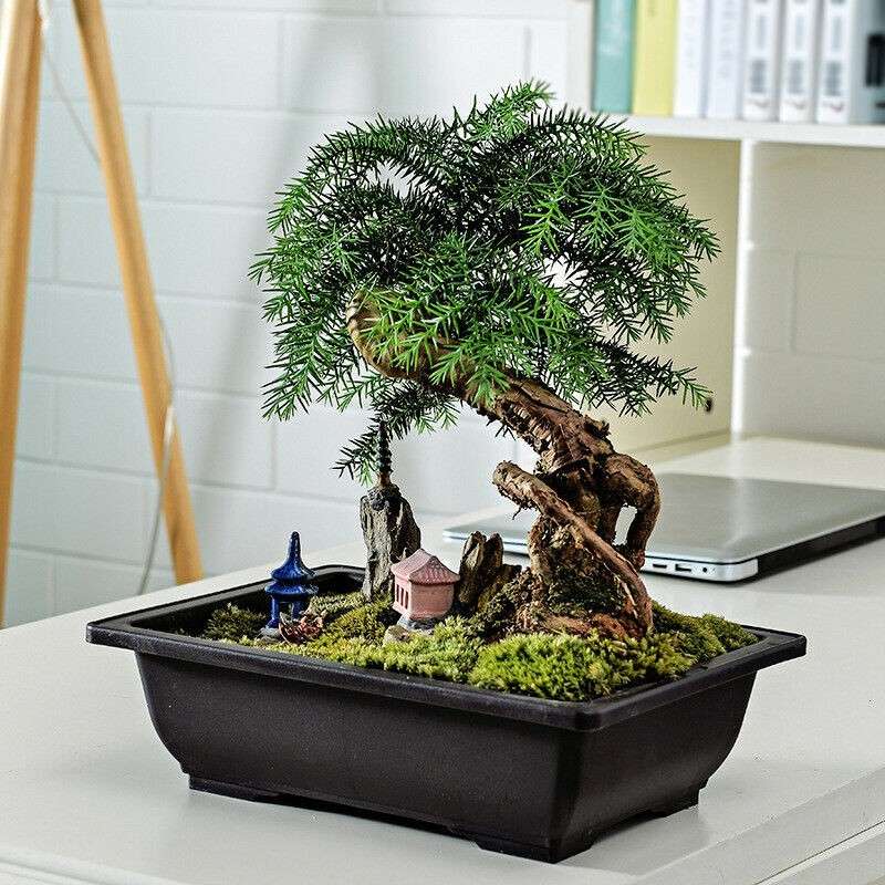 Large Size Flower Pot Rectangle Bonsai Nursery Balcony Garden Container