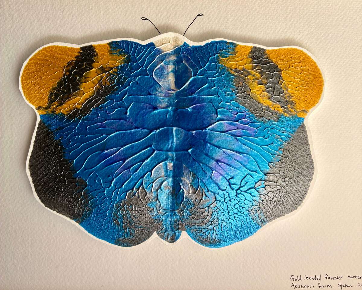 Gold-banded Forester Butterfly #2