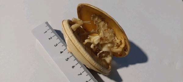 Japanese Celluloid Clam Shell Diorama - Rickshaw