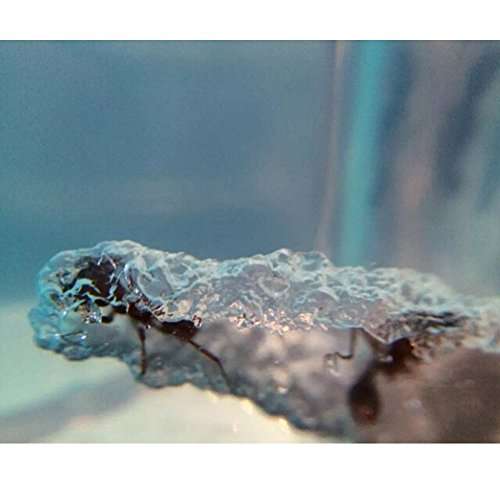 NAVAdeal Ant Artists, Ant Works Farm Castle, Live Ant Viewing Habitat, Educational Toy, Study Behav