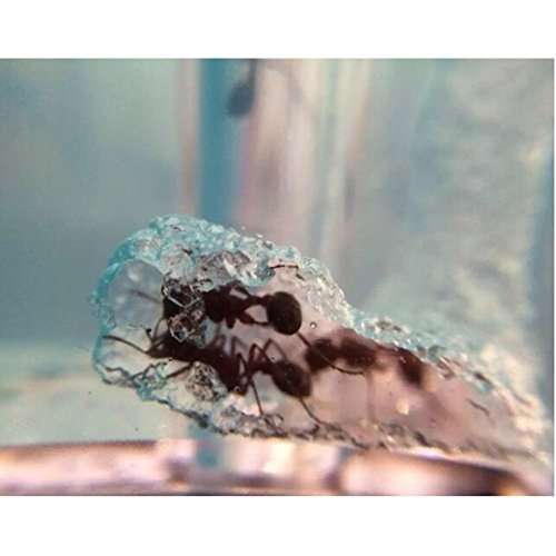 NAVAdeal Ant Artists, Ant Works Farm Castle, Live Ant Viewing Habitat, Educational Toy, Study Behav