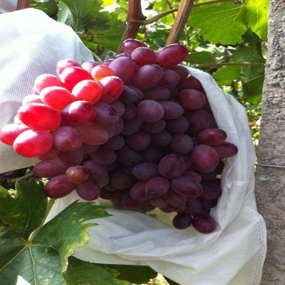 100pcs Grape Protection Bags Agricultural Against Insect Pouch