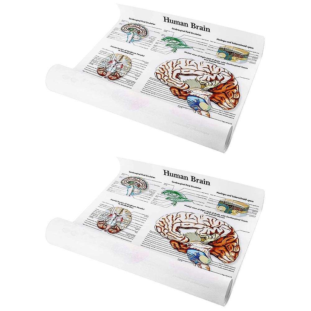 Brain Anatomy Poster, 2 Pack Laminated Human Brain Chart, Brain