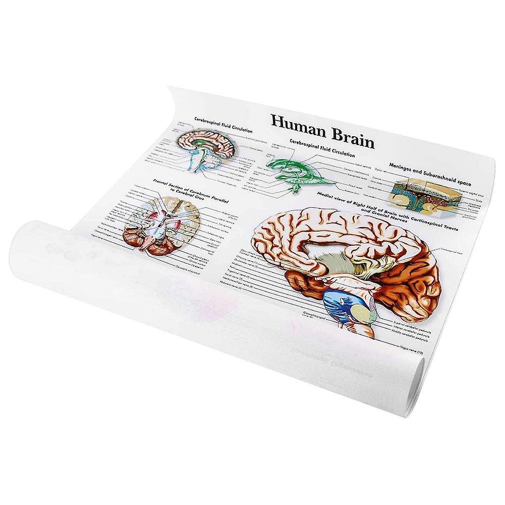 Brain Anatomy Poster, 2 Pack Laminated Human Brain Chart, Brain
