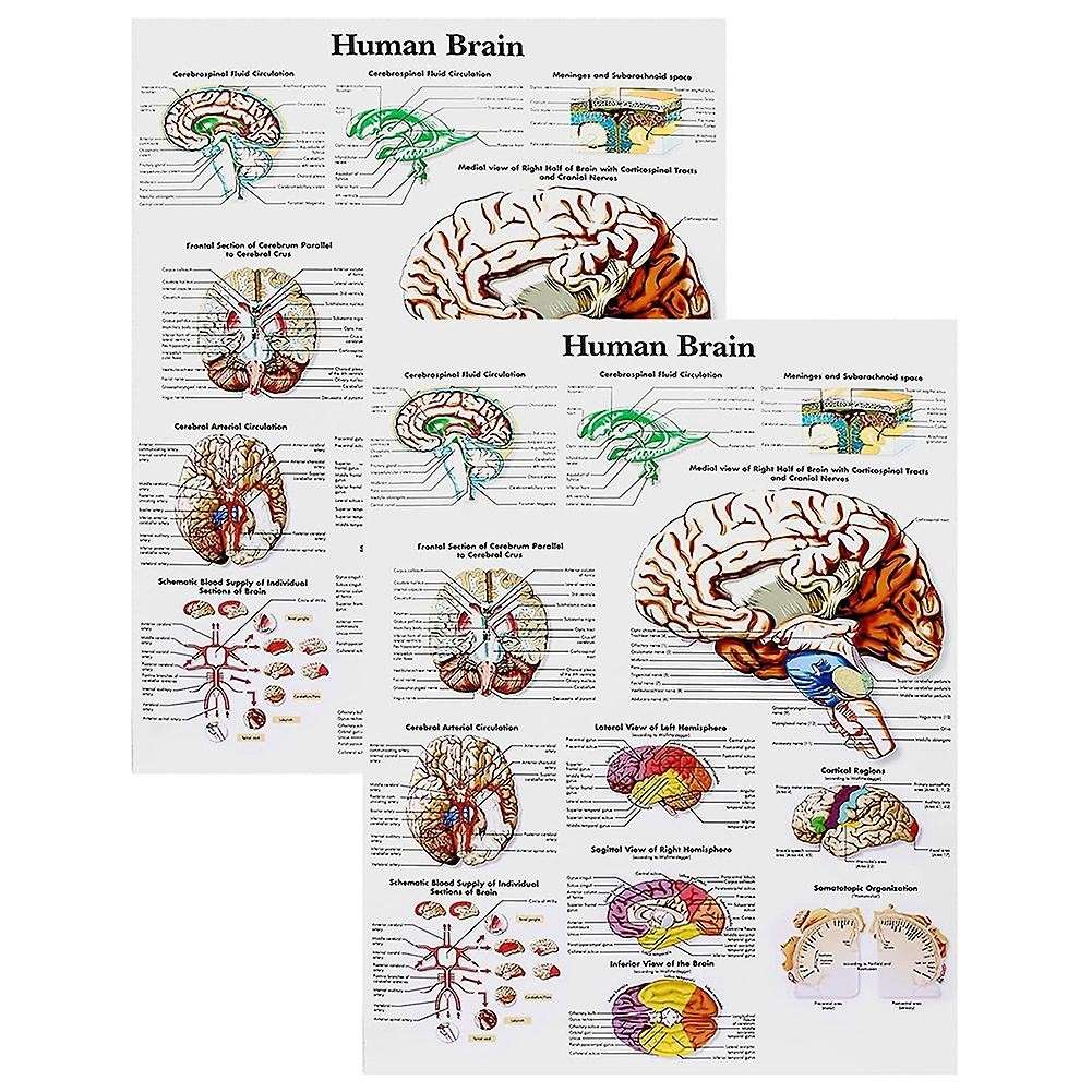 Brain Anatomy Poster, 2 Pack Laminated Human Brain Chart, Brain