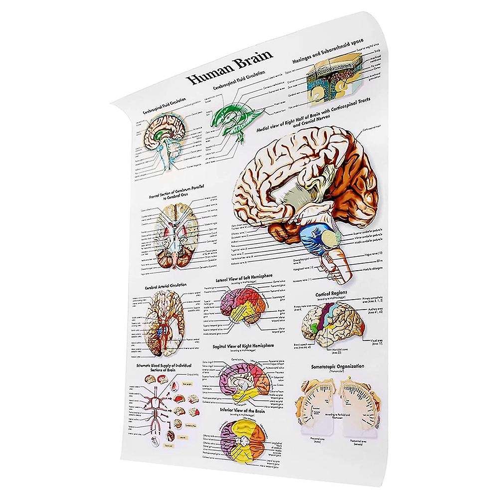 Brain Anatomy Poster, 2 Pack Laminated Human Brain Chart, Brain