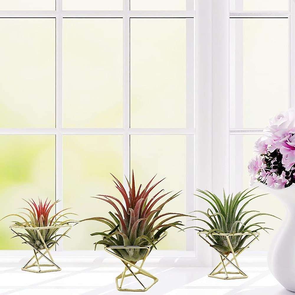 5 Pcs Geometric Air Plant Holder Airplants Rack Metal Plants Stand Planter Shelves Himmeli Decor Til