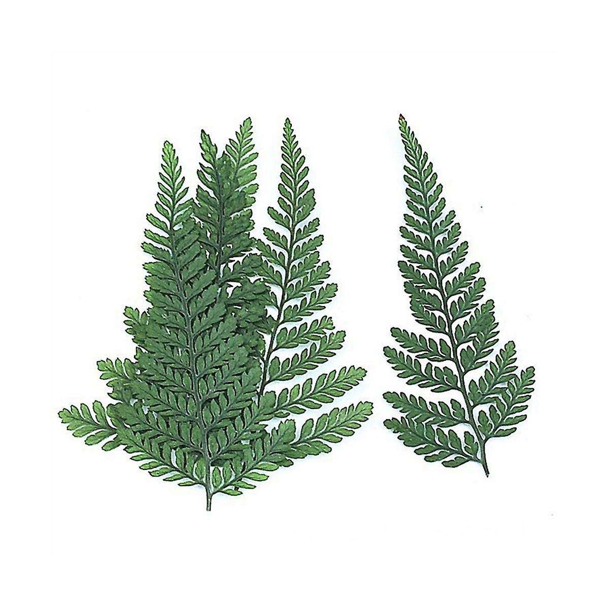 60Pcs Dried Green Fern Herbarium for DIY Jewelry Postcard Invitation Card Phone Case Pennisetum Leav