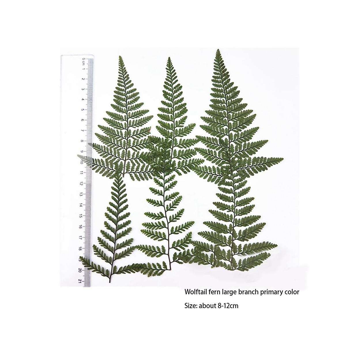 60Pcs Dried Green Fern Herbarium for DIY Jewelry Postcard Invitation Card Phone Case Pennisetum Leav