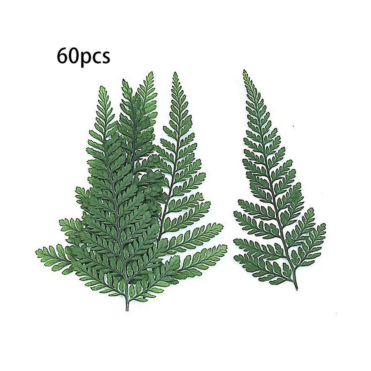 60Pcs Dried Green Fern Herbarium for DIY Jewelry Postcard Invitation Card Phone Case Pennisetum Leav