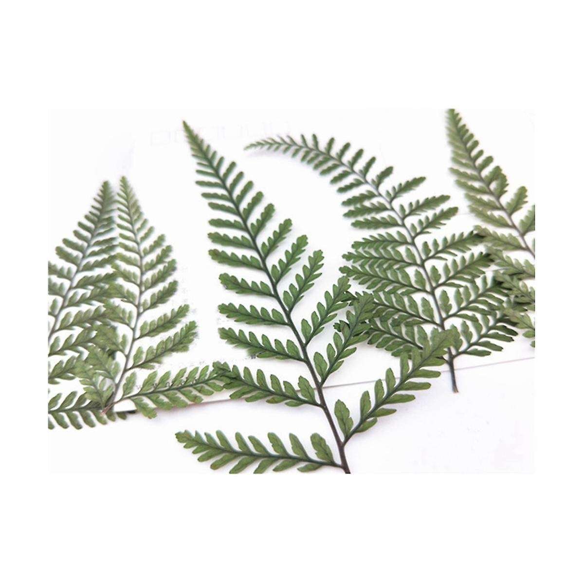 60Pcs Dried Green Fern Herbarium for DIY Jewelry Postcard Invitation Card Phone Case Pennisetum Leav