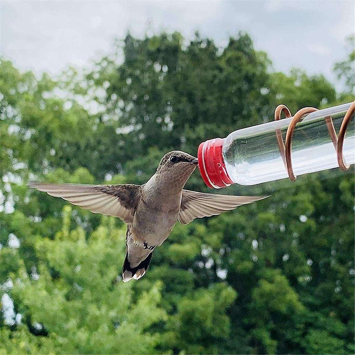 Window Bird Feeder Feeder Animal Window Bird Feeder Suction Cup Glass Decoration