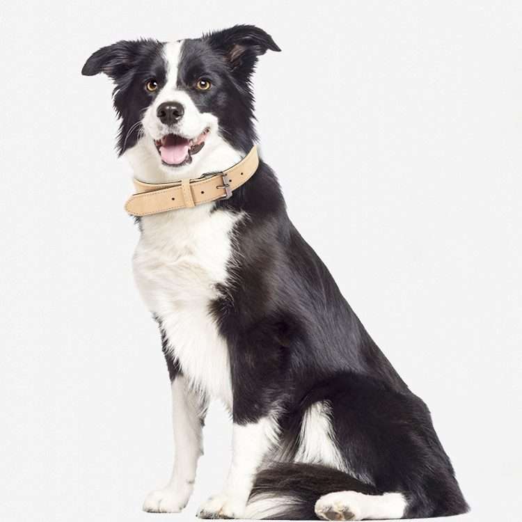 JINMAOHOU Dogs Double-Layer Leather Collar, Specification: L 59x3.2cm(Purple)