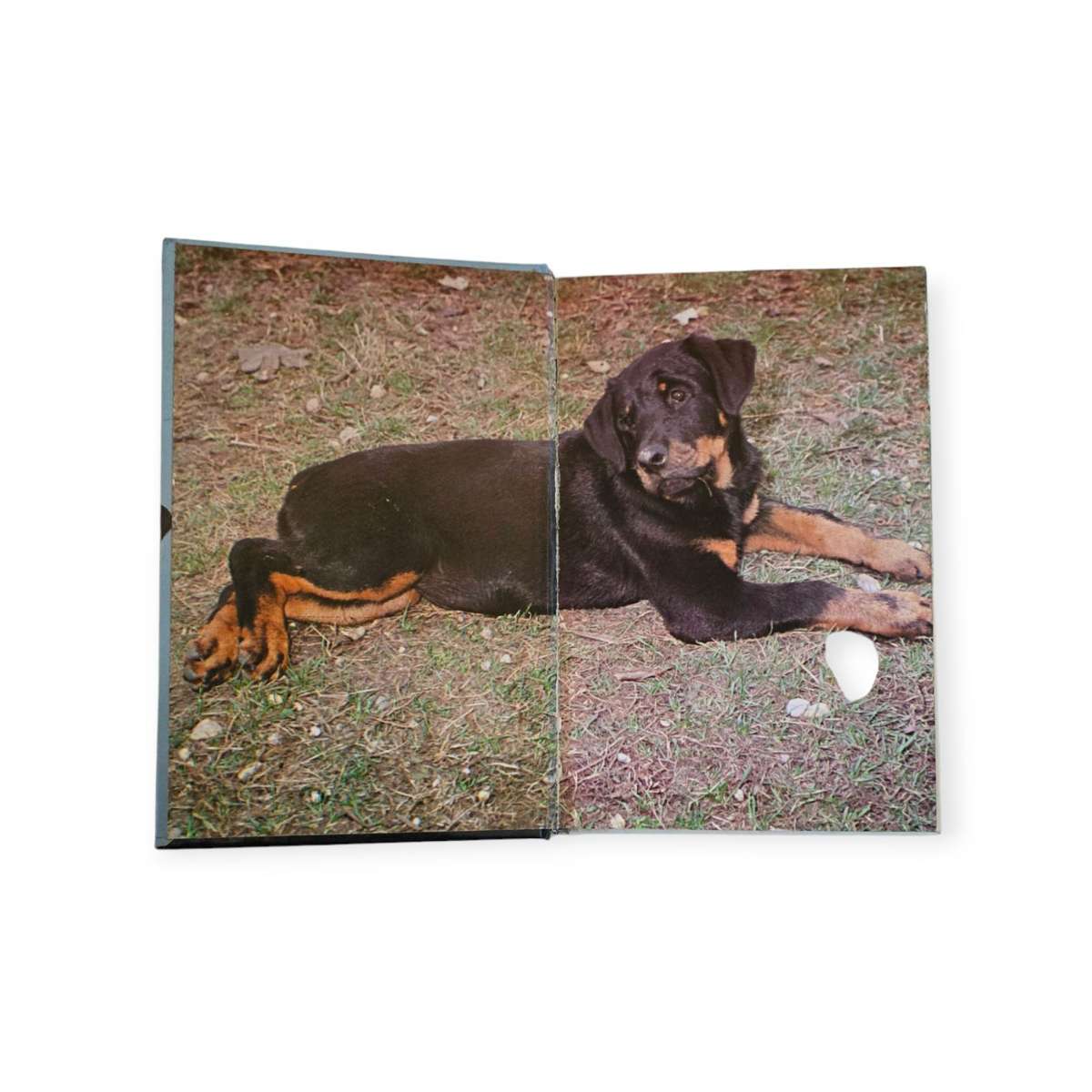 Rottweilers - Anna Katherine Nicholas