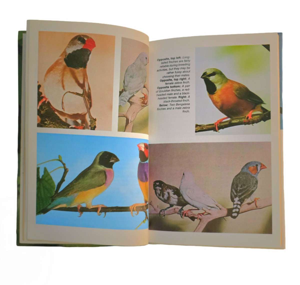 Finches - Curt Enehjelm