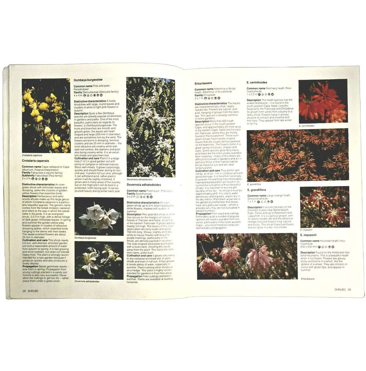 Gardening with Indigenous Plants (Copy 1) - Kristo Pienaar (50/50, Veldfokus)