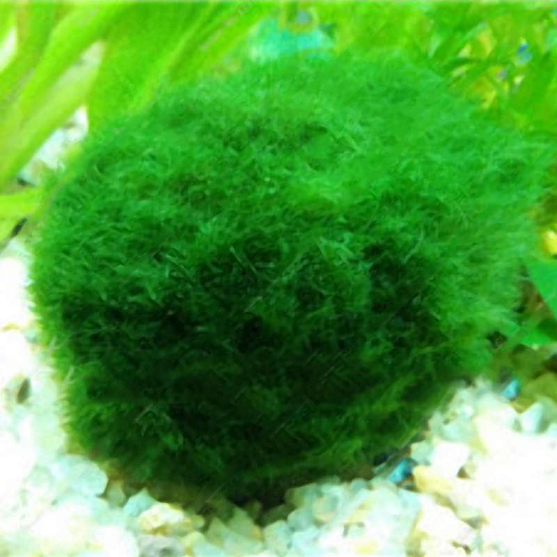 Egrow 1000 PCS Aquarium Fish Tank Grass Seeds Water Aquatic Plant Seeds Ornamental Lawn Grass