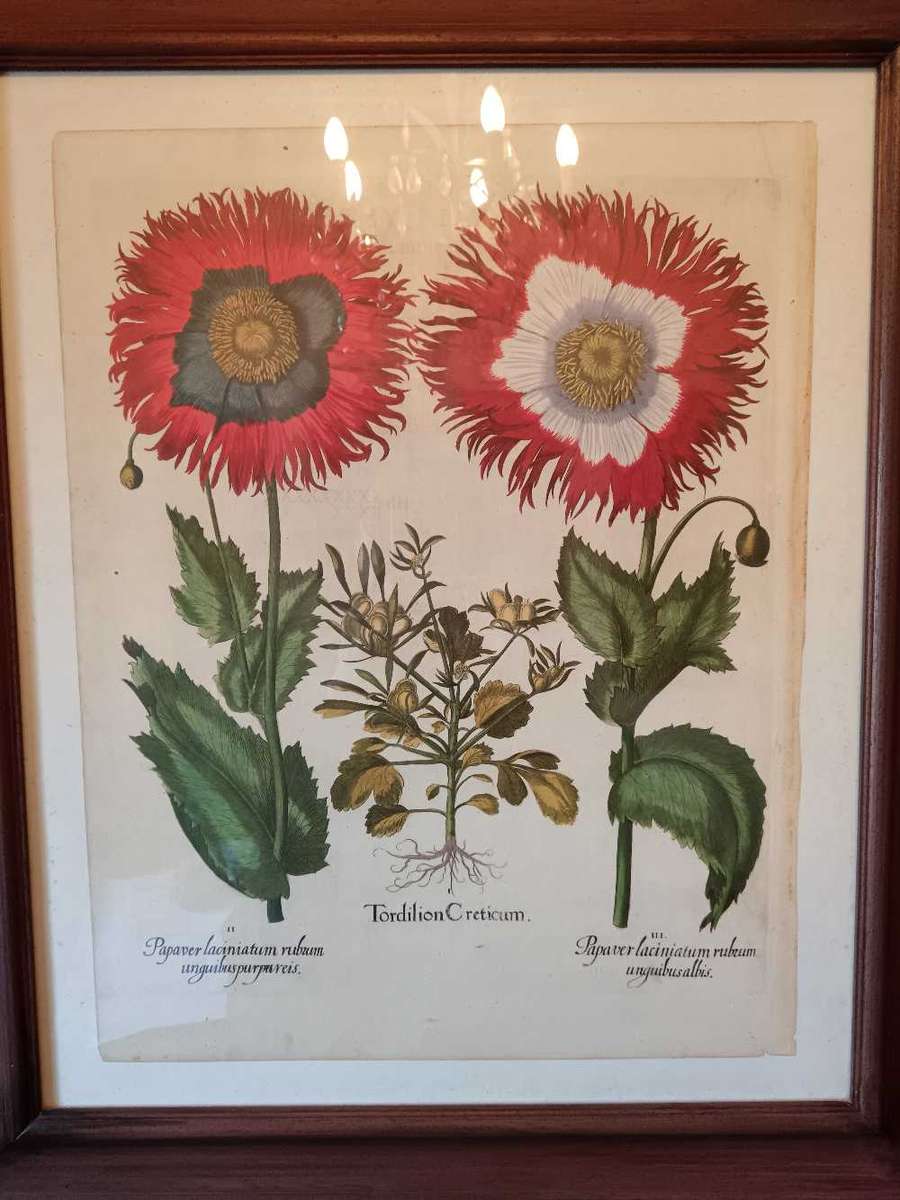 Beautifully Framed Botanical Print