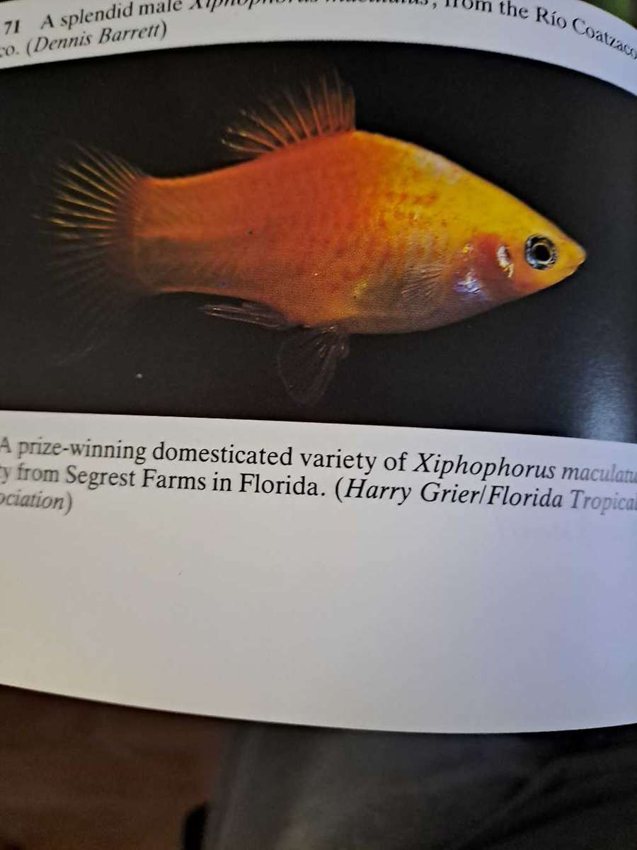 LIVEBEARING FISHS By John Dawes