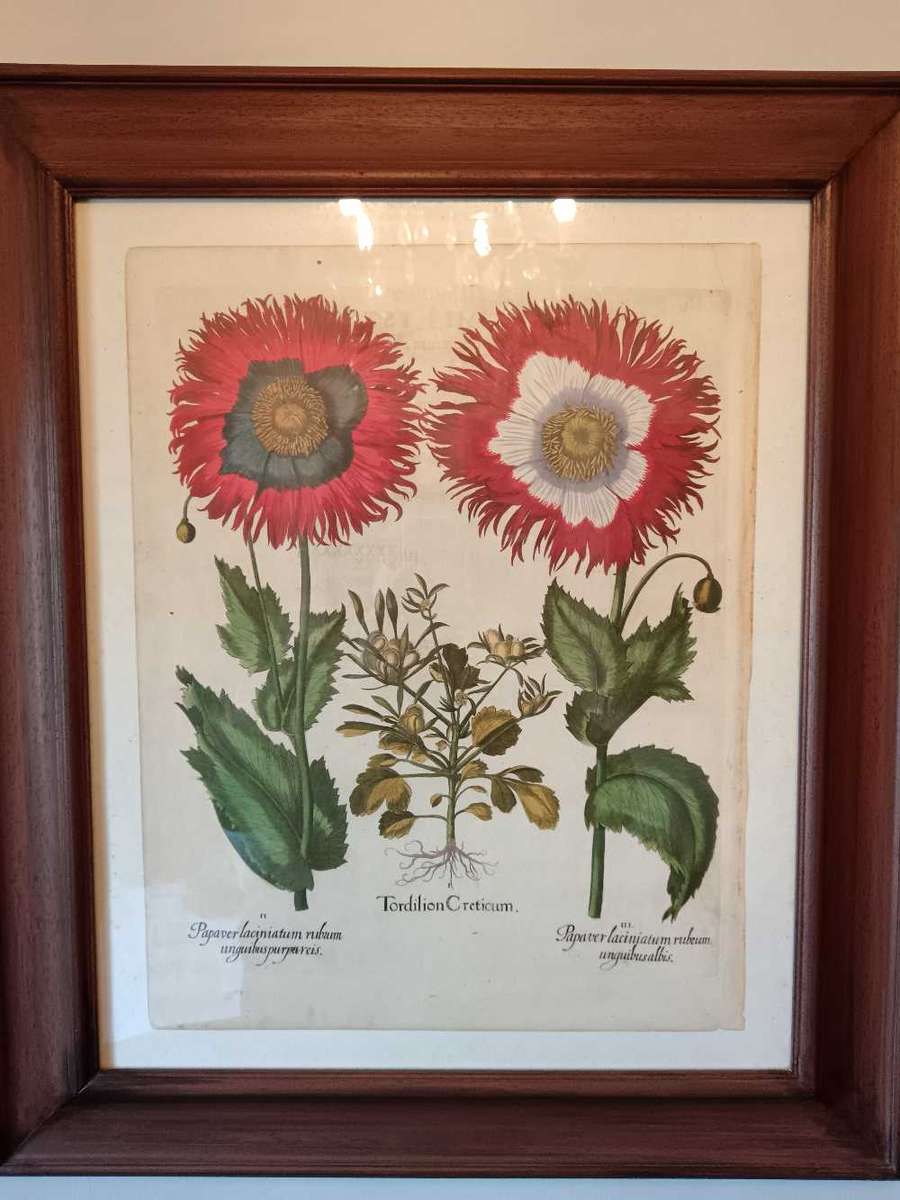 Beautifully Framed Botanical Print