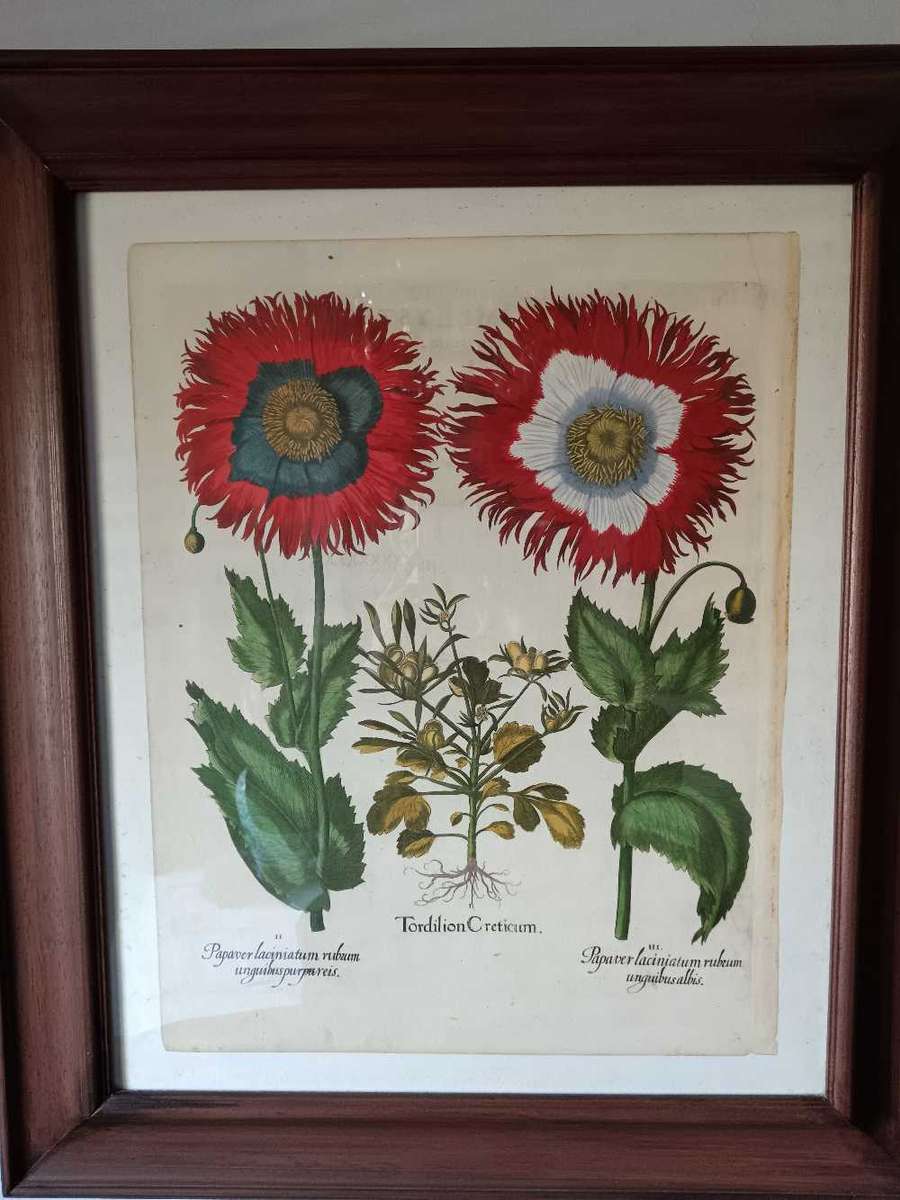 Beautifully Framed Botanical Print