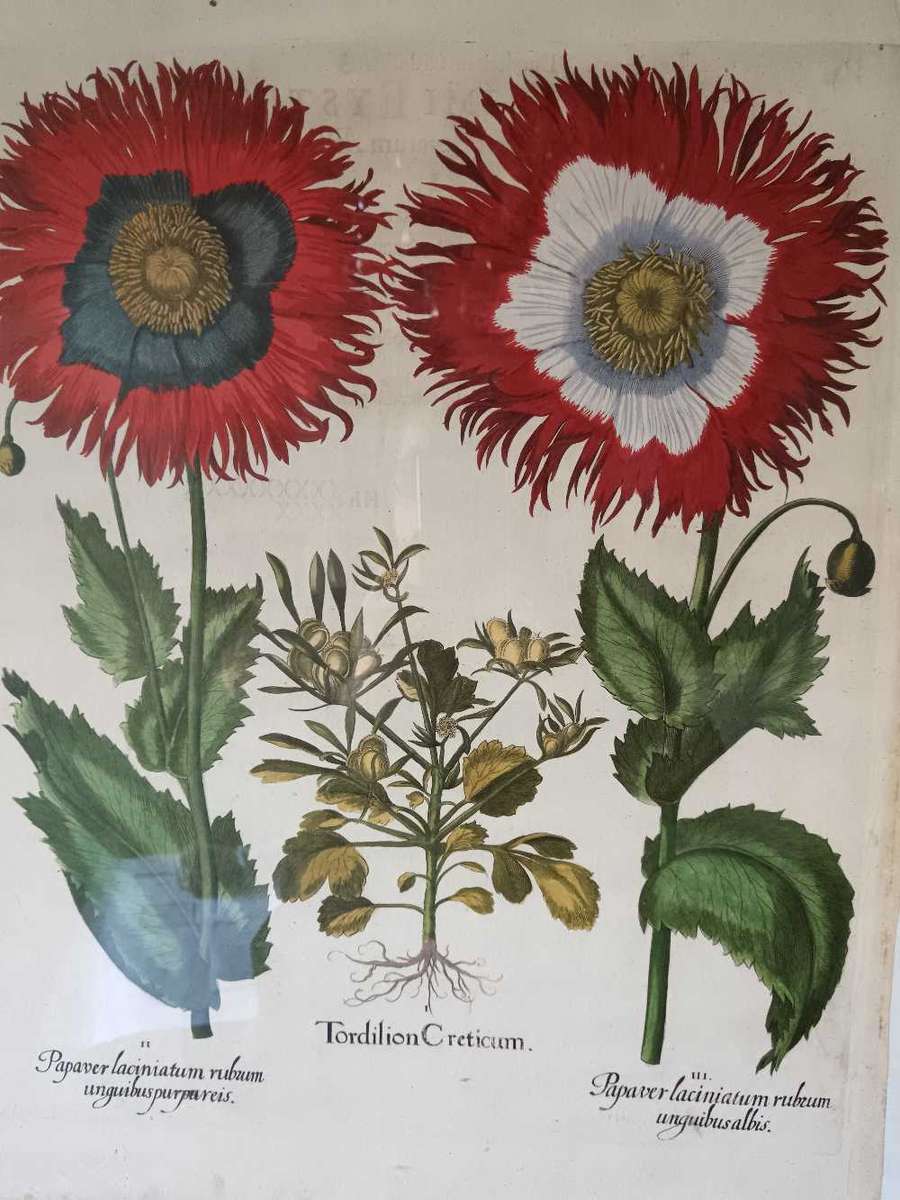 Beautifully Framed Botanical Print