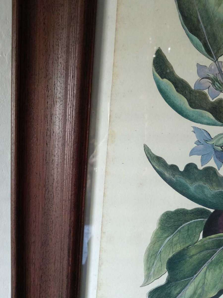 Beautifully Framed Botanical Print