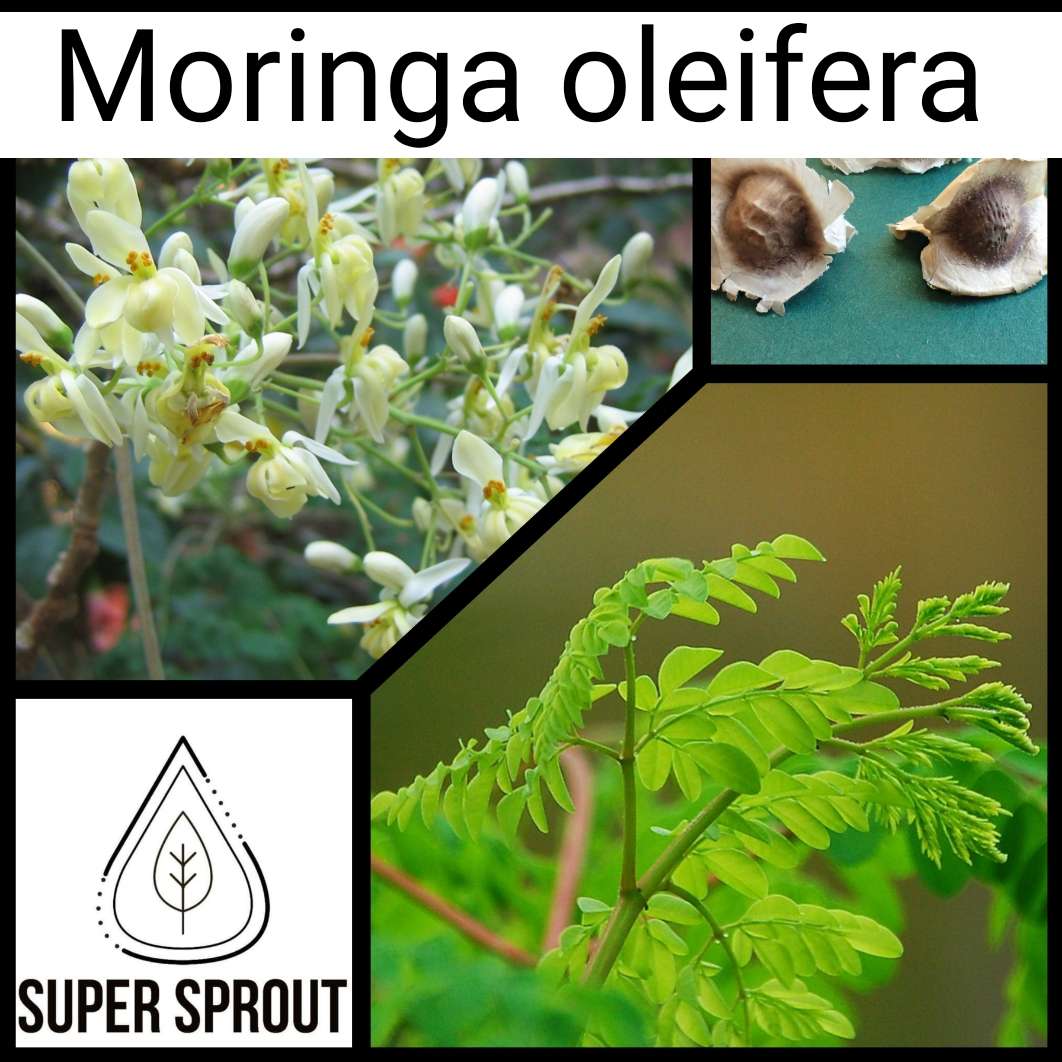 MORINGA OLEIFERA x 5 seeds