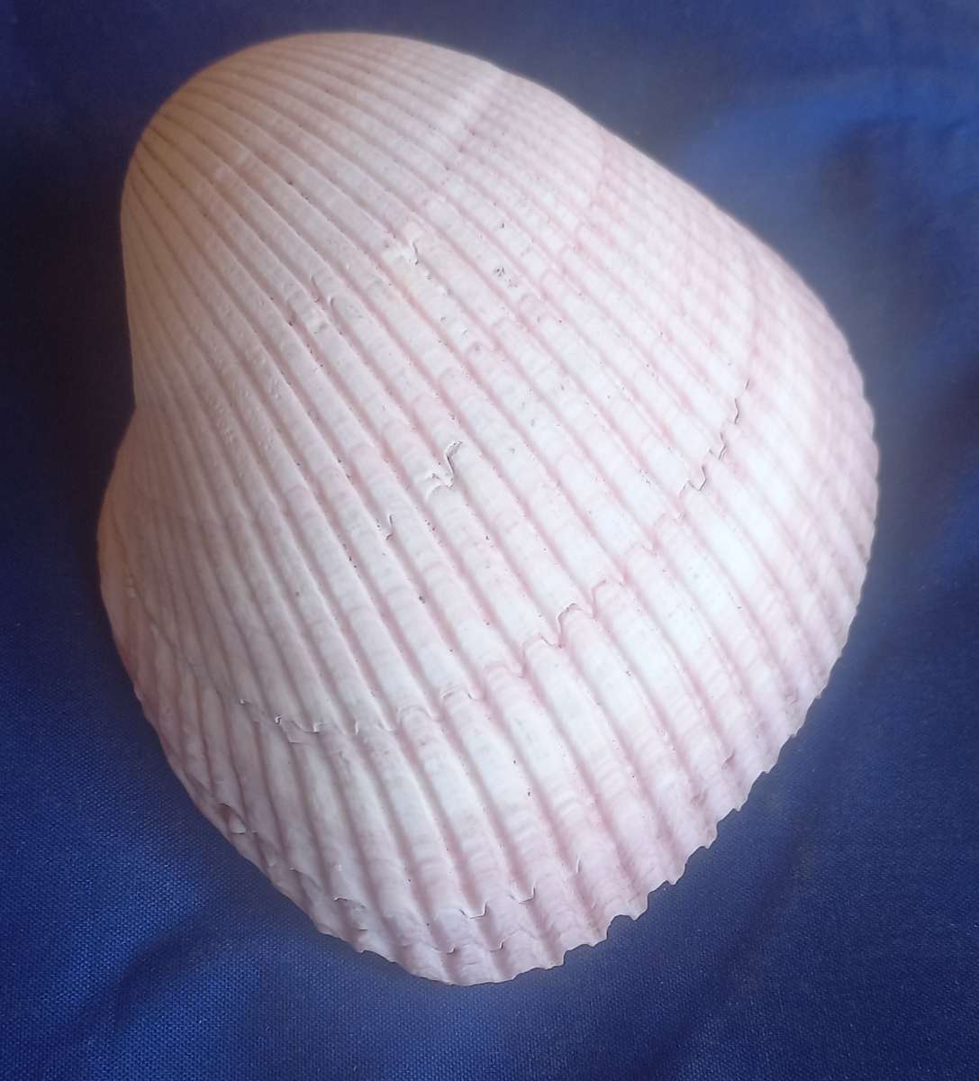 Shell
