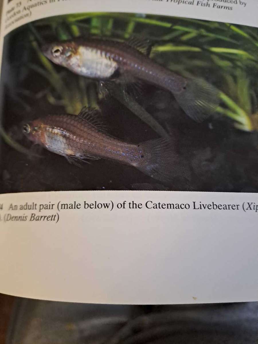 LIVEBEARING FISHS By John Dawes