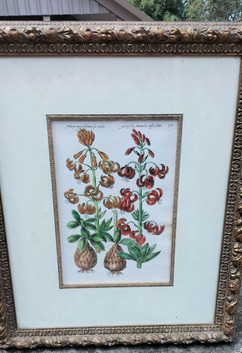 Botanical Painting Framed