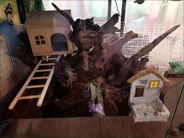 Pet supplies Model 4 Ladders