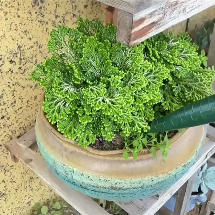 Garden Supplies Style Dark Green