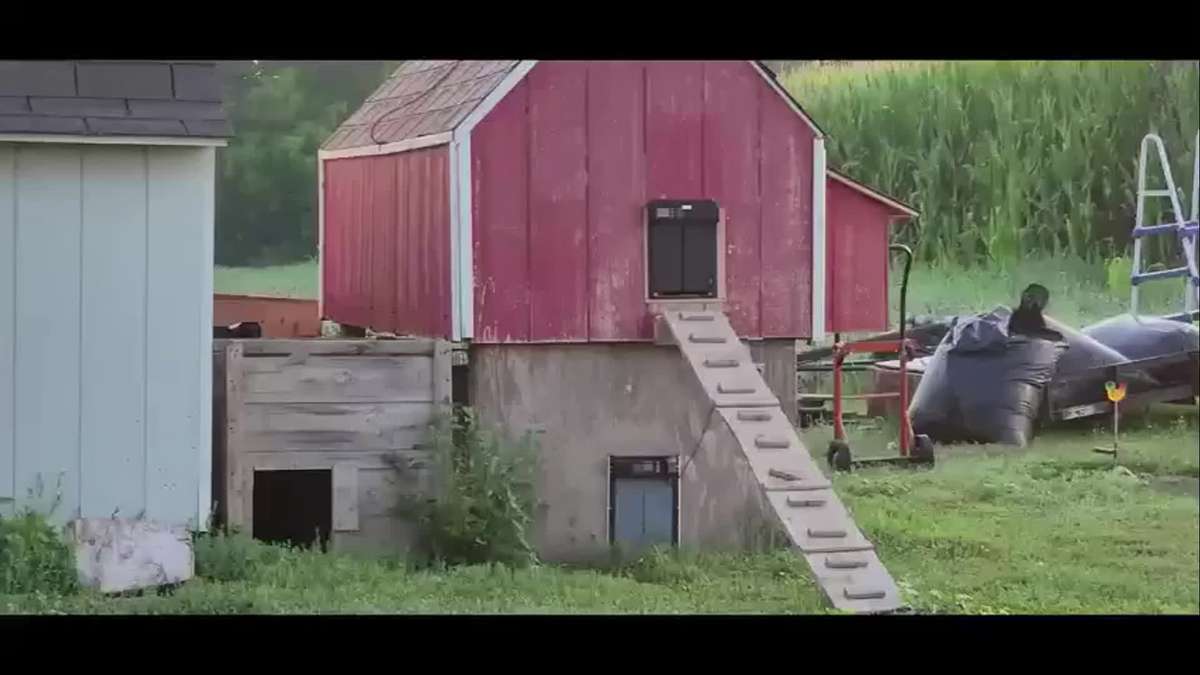 Pet Supplies Color Black