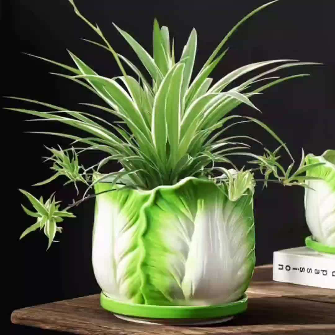 Flowerpot Model 1Pc Cabbage Flowerpot