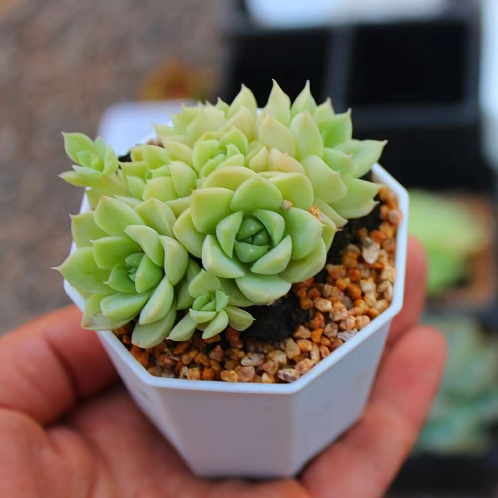 Flowerpot Quantity 3Pcs