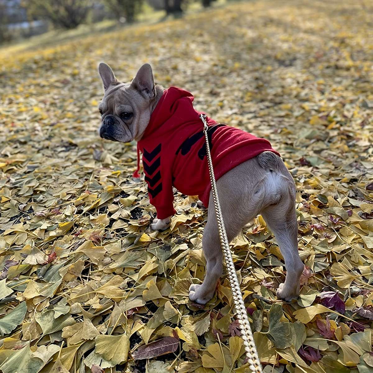 Dog Leash Size 3Ft