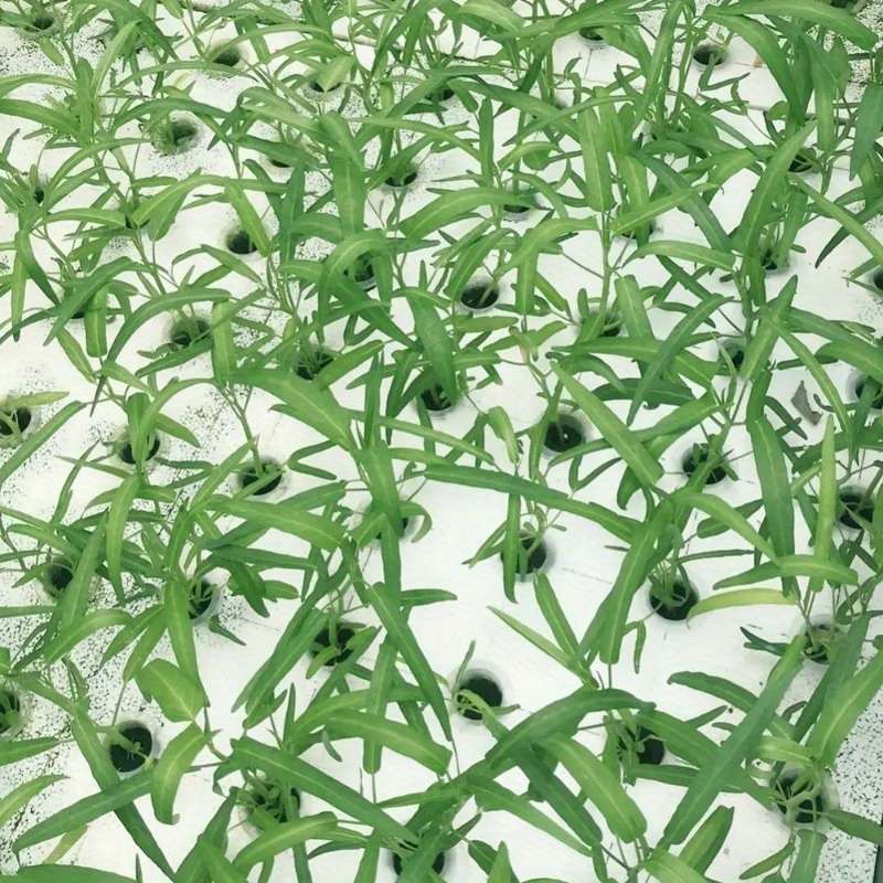 Flowerpot Color Transparent Weight2Pcs