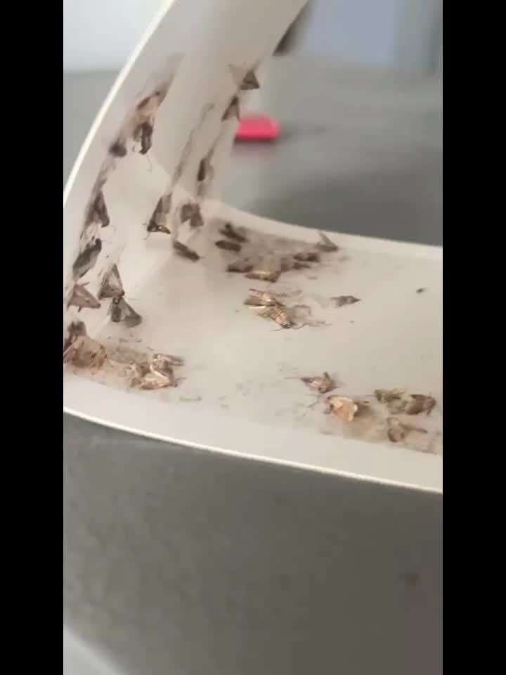 Fruit Fly Traps Quantity 3Pcs