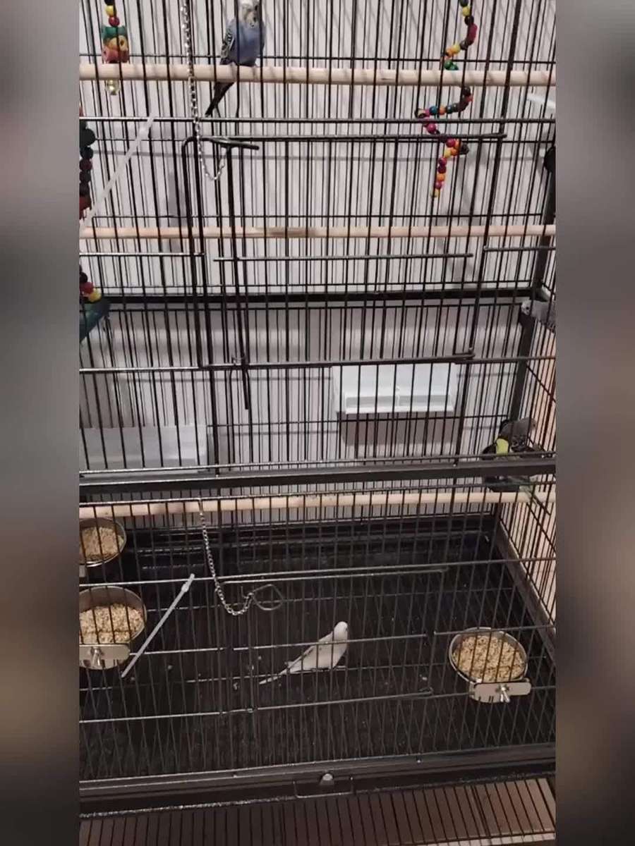 Birdcage Size 52 Inches  79*52*131 5Cm