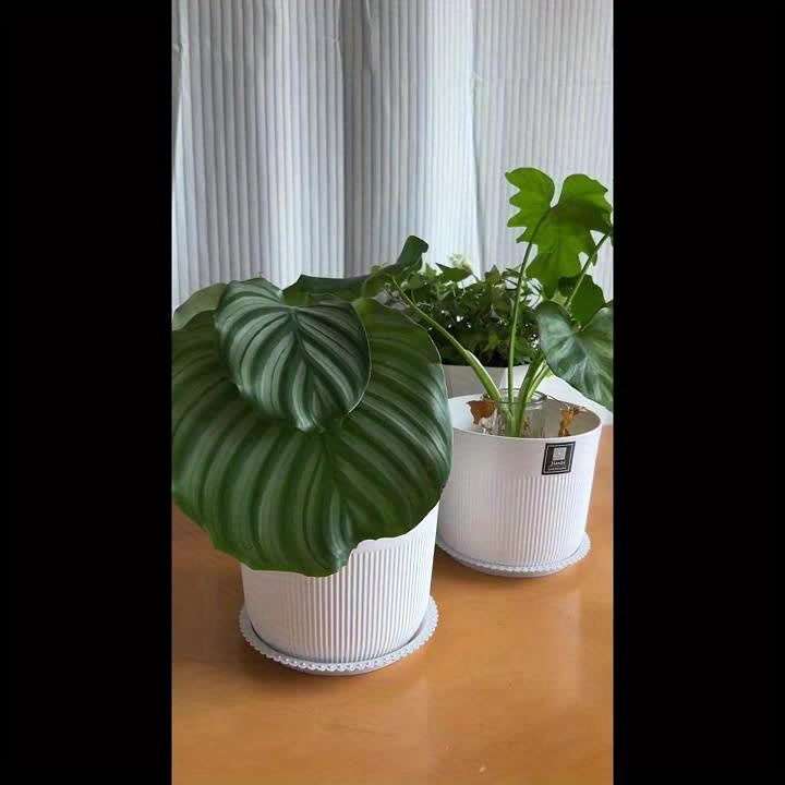 3Pcs Sleek Pearl White Thickened Controlroot Plastic User Friendly Design