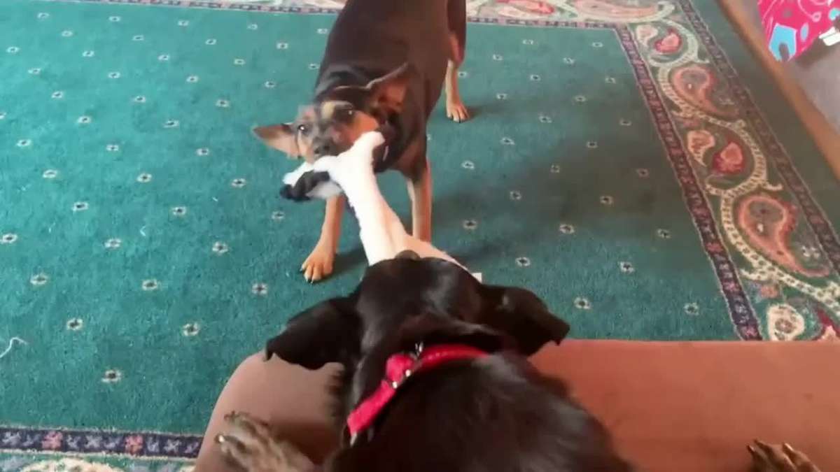 Plush Toyss Style Yellow Leopard Cattle