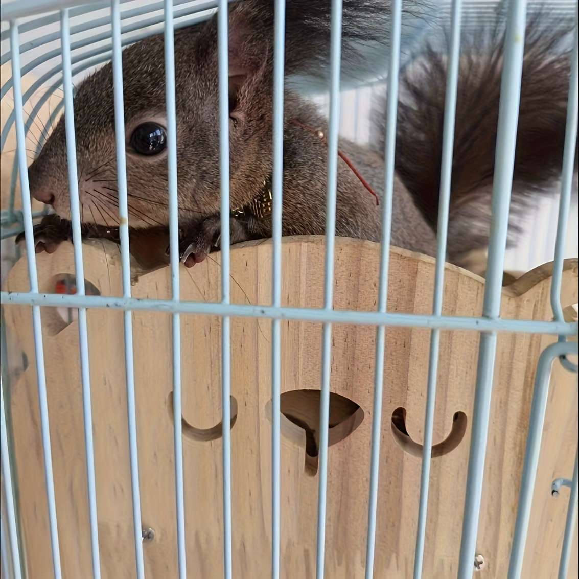 Pet supplies Style Bear bed  Add  bear quilt three    piece set