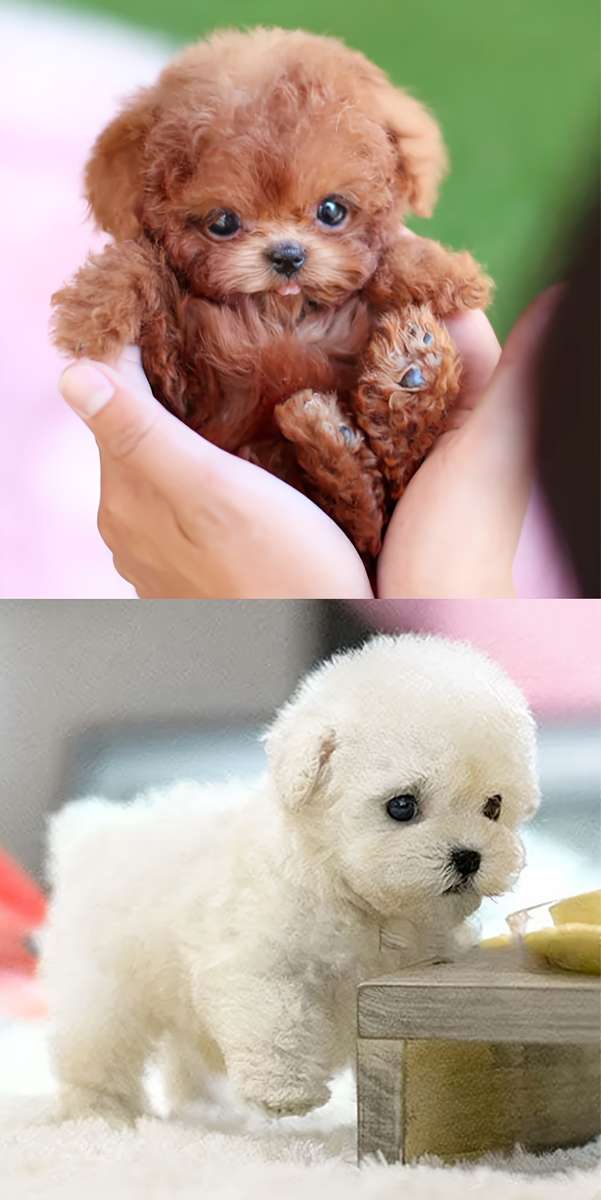 Plush Toys Color White