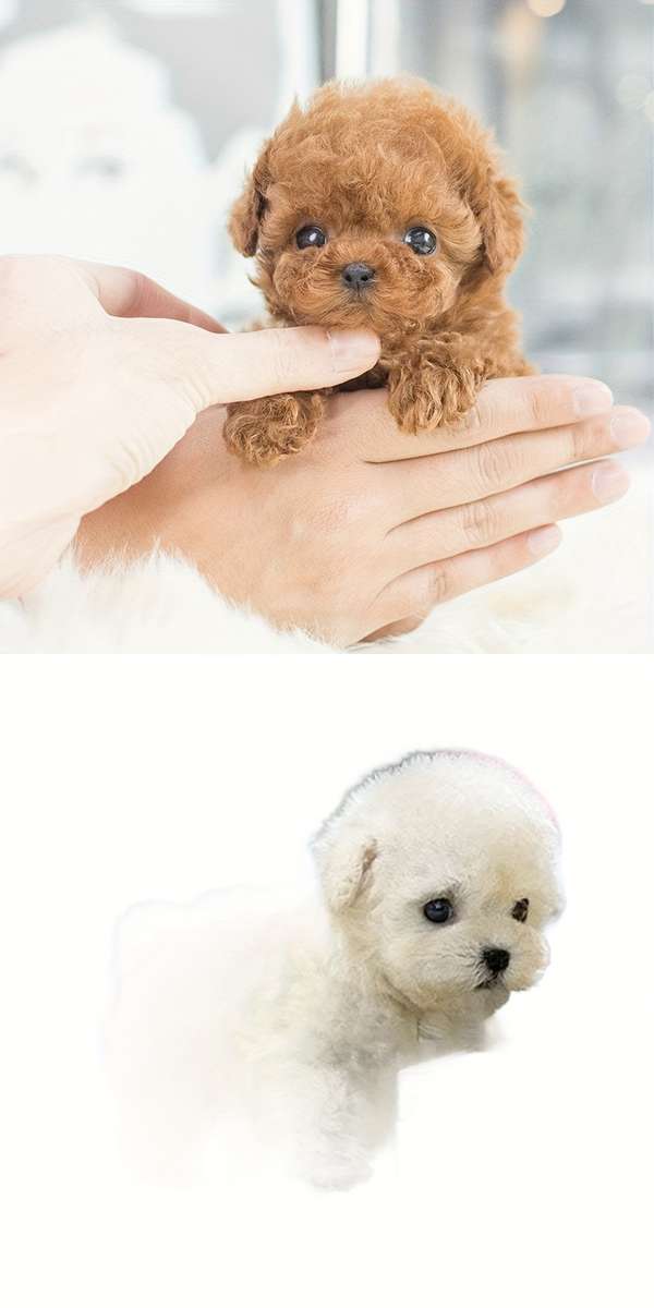 Plush Toys Color White