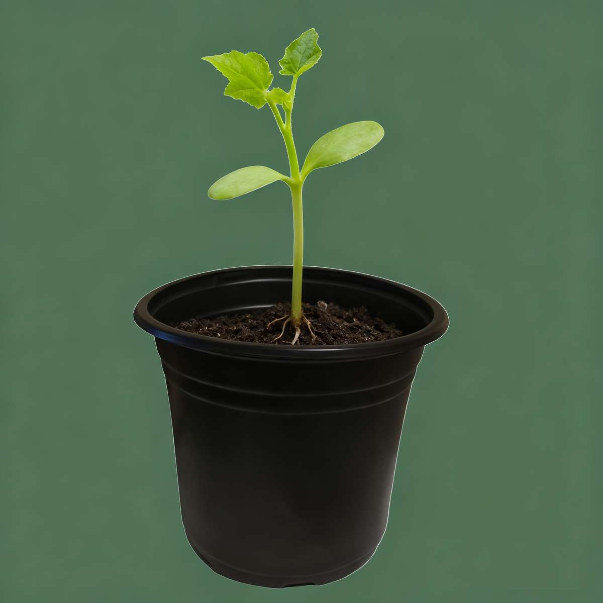Flowerpot Items 80 Large Black Seedling Pots